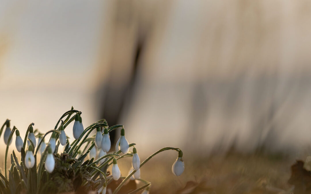 Revitalising growth: a customer-centric journey from product to profitability within a MarTech company